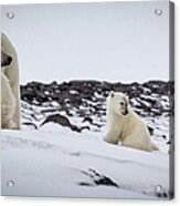 Mother Polar Bear And Two Cubs Acrylic Print
