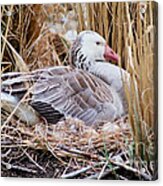 Mother's Day Goose Acrylic Print