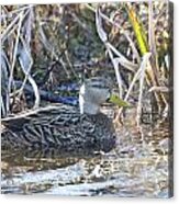 Mottled Acrylic Print