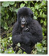 Mountain Gorilla Baby Chewing On Finger Acrylic Print