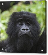 Mountain Gorilla Female Rwanda Acrylic Print