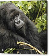 Mountain Gorilla Looking At Camera Acrylic Print