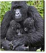 Mountain Gorilla Mother And Twins Acrylic Print