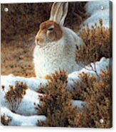 Mountain Hare In Snow In Winter Acrylic Print