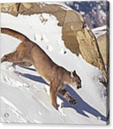 Mountain Lion Running In Snow Acrylic Print