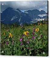 Mountain Wildflowers Acrylic Print