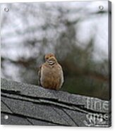 Mourning Dove 20120318_6a Acrylic Print