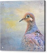 Mourning Dove Art Acrylic Print