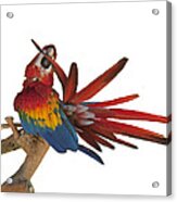 Mr. Clean The Scarlet Macaw Acrylic Print