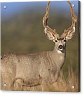 Mule Deer Buck In Dry Grass Acrylic Print