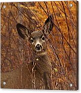 Mule Deer Doe Acrylic Print