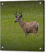 Mule Deer With Velvet Antlers No. 1097 Acrylic Print