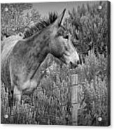 Mule In Wyoming Acrylic Print
