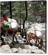 Mule Train 2 Acrylic Print