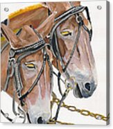 Mules - Two - Beast Of Burden Acrylic Print