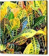 Multi-colored Croton Acrylic Print