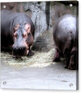 Munching Hippos Acrylic Print