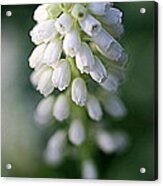 Muscari Acrylic Print