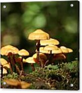 Mushrooms In The Forest Acrylic Print