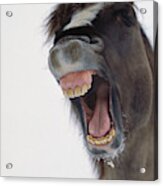 Mustang Stallion Yawning Acrylic Print