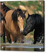 Mustangs At Waterhole In Summer Acrylic Print