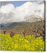 Mustard Field Acrylic Print