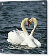 Mute Swan Affectionate Pair Acrylic Print