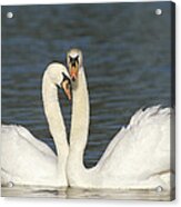 Mute Swan Courting Pair Acrylic Print