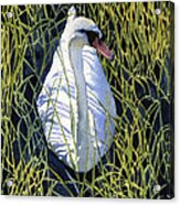 Mute Swan Acrylic Print