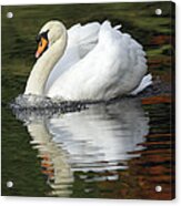 Mute Swan Male Displaying Germany Acrylic Print