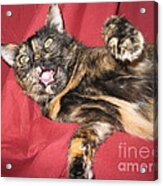 My Funny Cat Acrylic Print