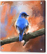 My Little Bluebird Acrylic Print