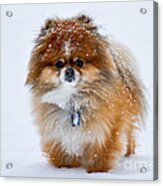 My Pomeranian Puppy Acrylic Print