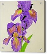 My Sweet Iris Acrylic Print