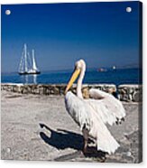 Mykonos Pelican Acrylic Print