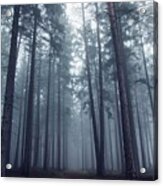 Mysterious Foggy Forest. Acrylic Print