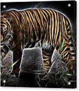 Mystic Tiger Acrylic Print
