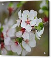 Nanking Branch With Blossoms Acrylic Print