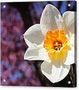 Narcissus And Cherry Blossoms Acrylic Print