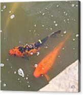 National Zoo - Fish - 01132 Acrylic Print