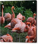 National Zoo - Flamingo - 12123 Acrylic Print