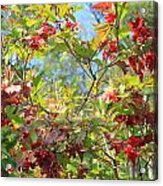 Natural Cranberry Wreath Acrylic Print