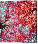 Abstract Red Blue Nature Photography #2 Acrylic Print
