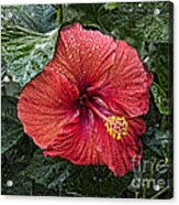 Red Hibiscus Flower Acrylic Print