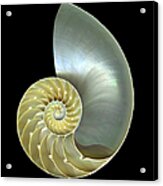 Nautilus Shell Macro Closeup Isolated Acrylic Print