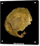 Neanderthal Cranium Acrylic Print