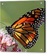 Nectaring Monarch Butterfly Acrylic Print