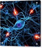 Nerve Cell Network Acrylic Print