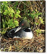 Nesting Loon Acrylic Print