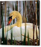Nesting Swan Acrylic Print